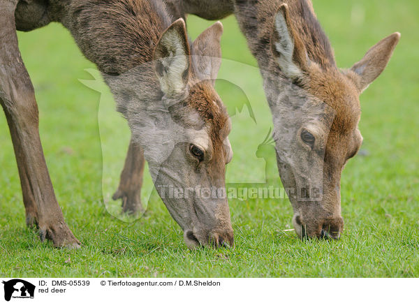 red deer / DMS-05539