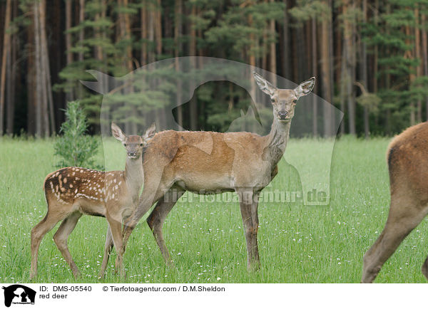 red deer / DMS-05540