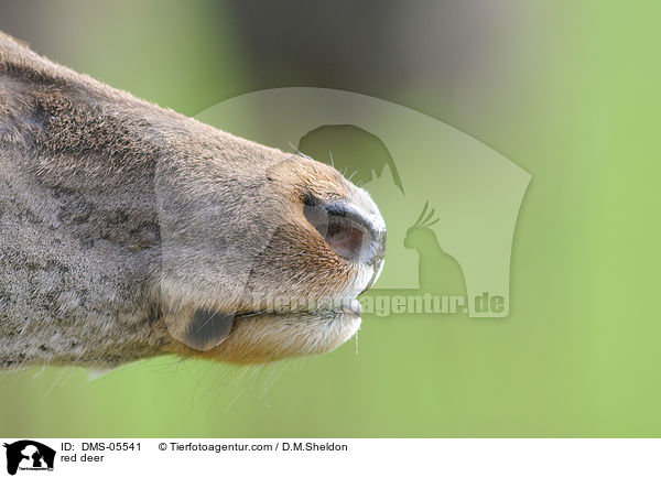 red deer / DMS-05541