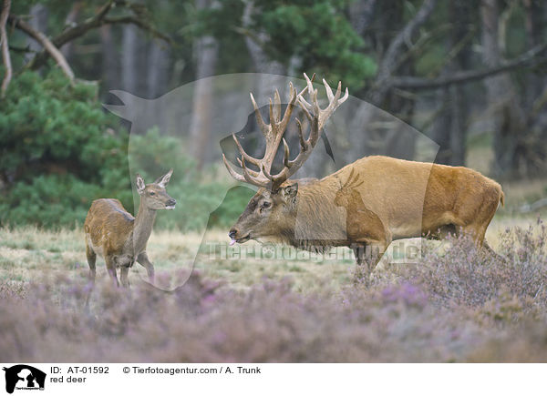 red deer / AT-01592