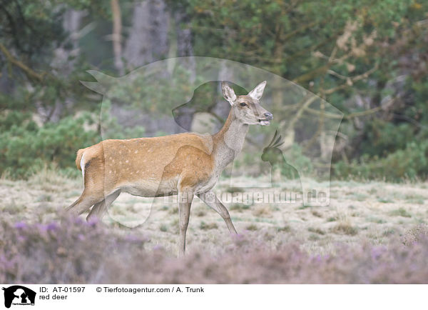 red deer / AT-01597