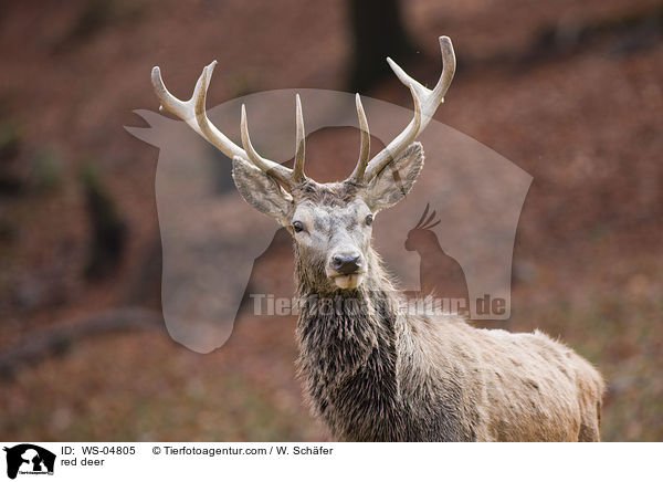 red deer / WS-04805