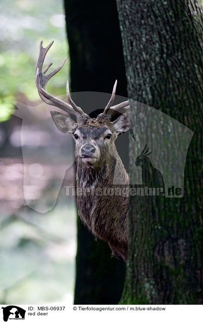 red deer / MBS-06937