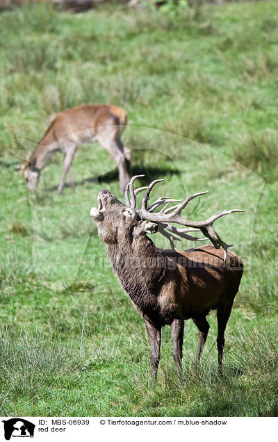 red deer / MBS-06939
