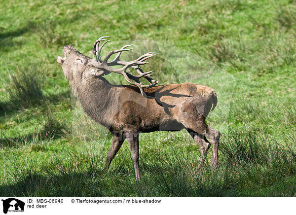 Rotwild / red deer / MBS-06940