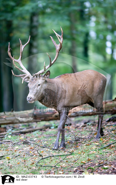 Rotwild / red deer / MAZ-03743