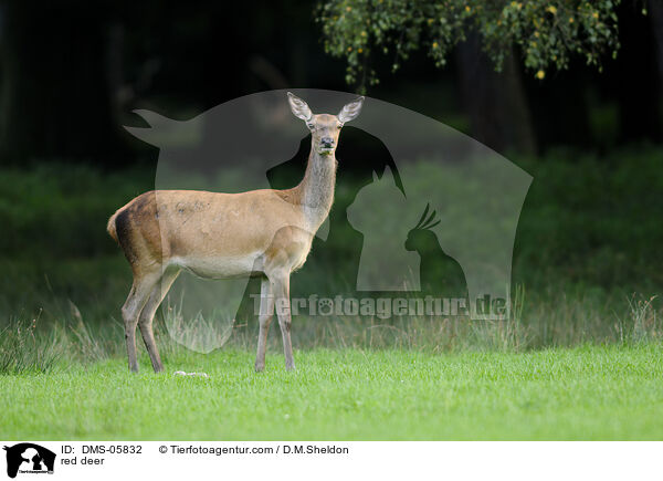 red deer / DMS-05832