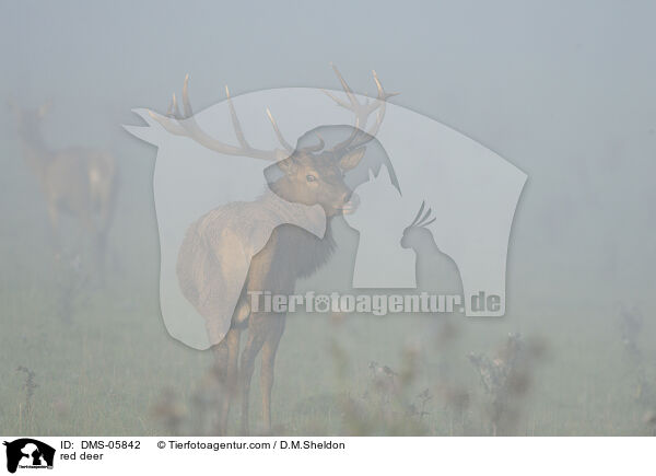 Rotwild / red deer / DMS-05842