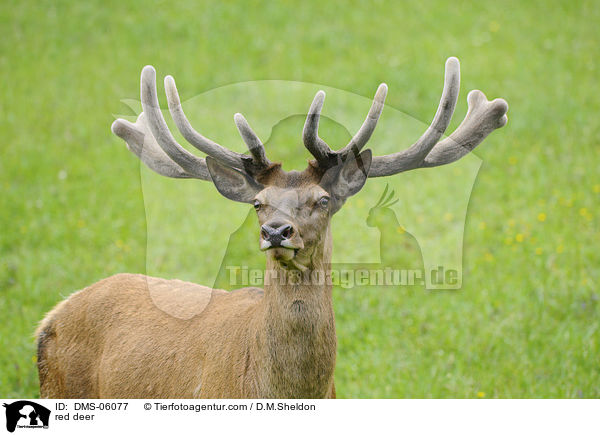 Rotwild / red deer / DMS-06077