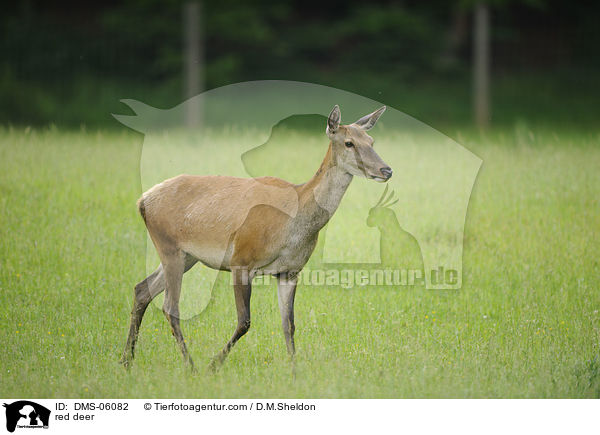 Rotwild / red deer / DMS-06082