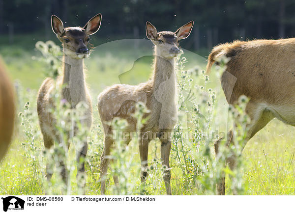 red deer / DMS-06560
