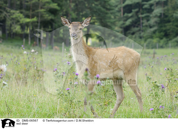 Rotwild / red deer / DMS-06567