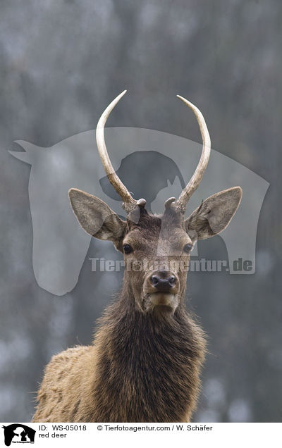 red deer / WS-05018