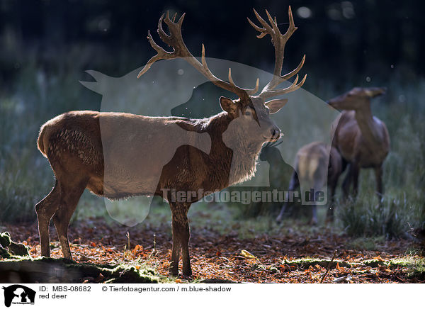 Rotwild / red deer / MBS-08682