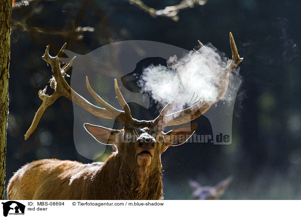 red deer / MBS-08694