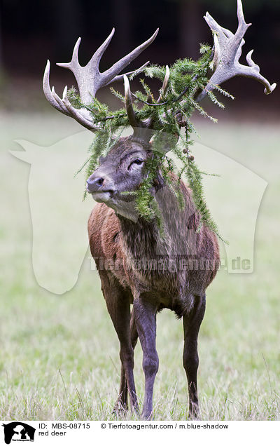 red deer / MBS-08715