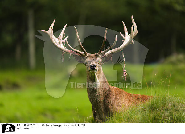 red deer / SO-02710