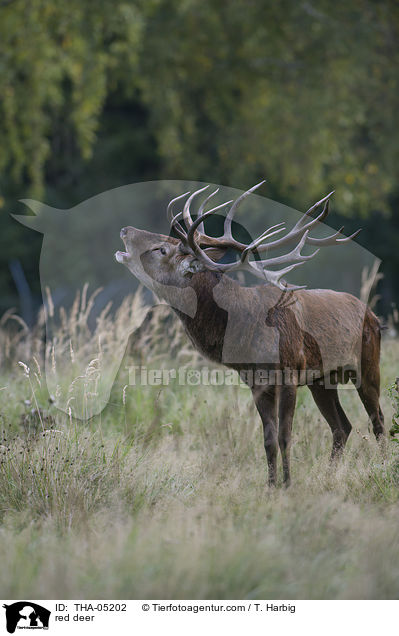 red deer / THA-05202