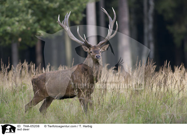 red deer / THA-05208