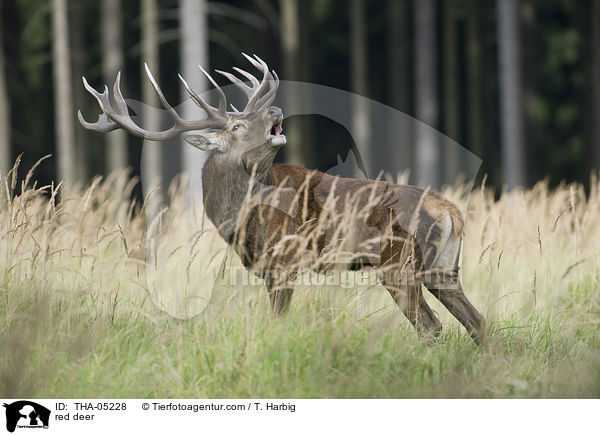 red deer / THA-05228