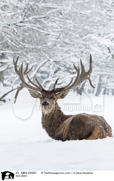 red deer / MBS-08997