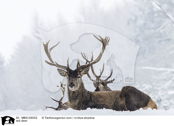red deer / MBS-09002