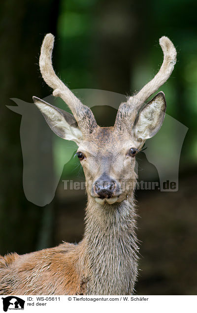 red deer / WS-05611
