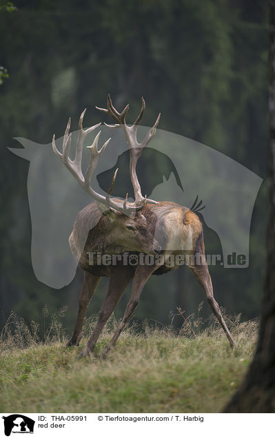 Rotwild / red deer / THA-05991