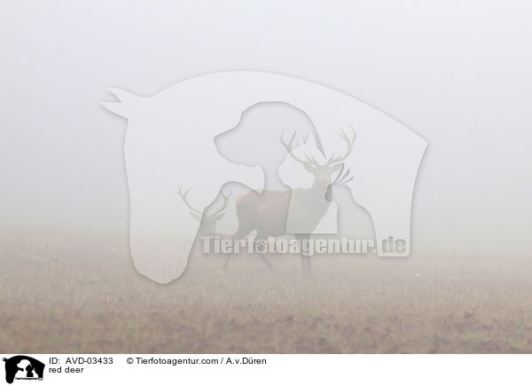 Rotwild / red deer / AVD-03433