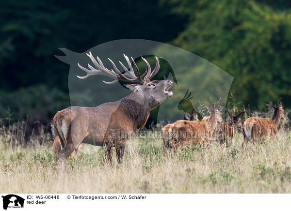 Rotwild / red deer / WS-06448