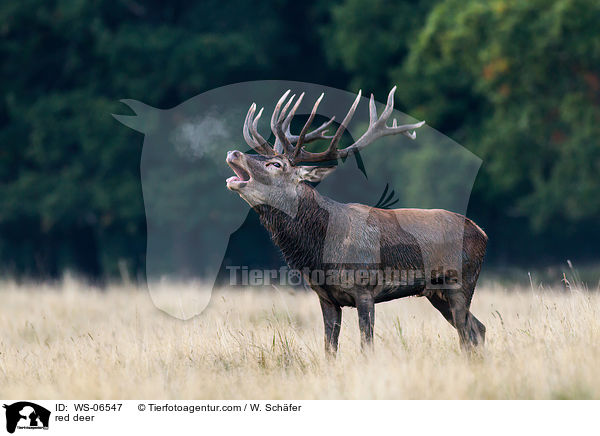 Rotwild / red deer / WS-06547