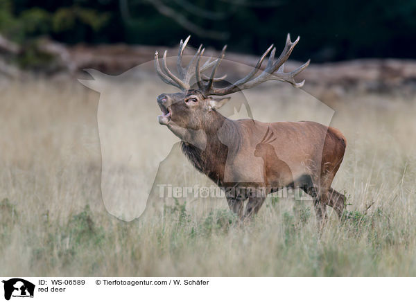 Rotwild / red deer / WS-06589
