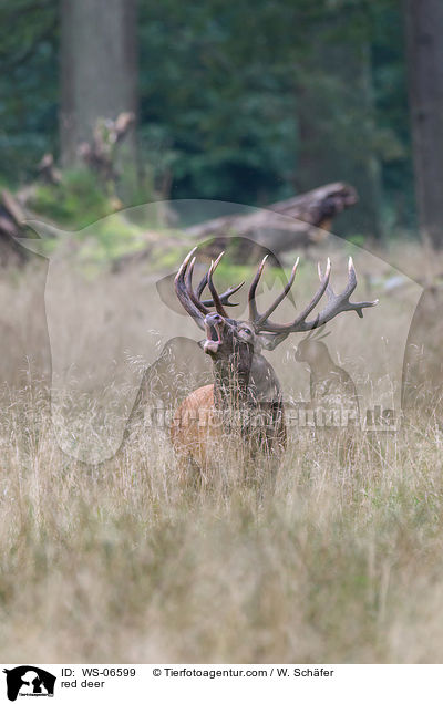 Rotwild / red deer / WS-06599