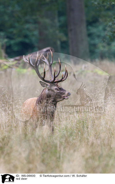 Rotwild / red deer / WS-06600