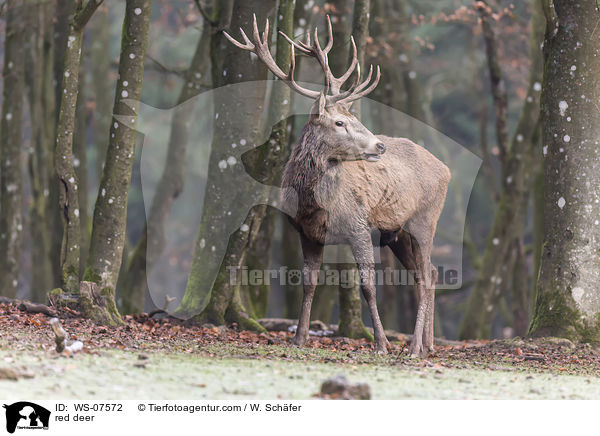 Rotwild / red deer / WS-07572