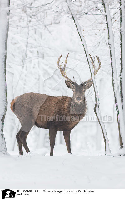 Rotwild / red deer / WS-08041