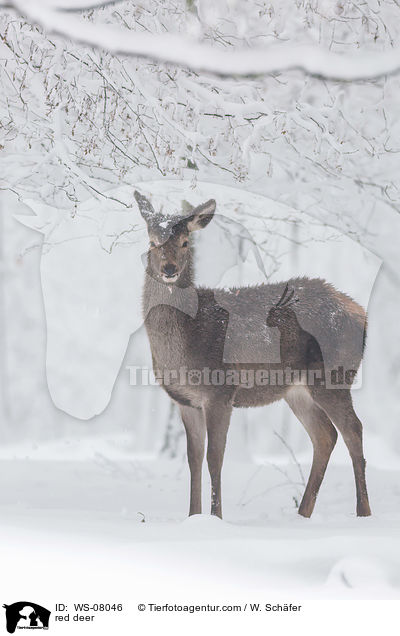 Rotwild / red deer / WS-08046