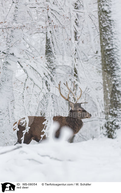 Rotwild / red deer / WS-08054