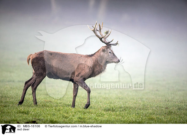 Rotwild / red deer / MBS-16106