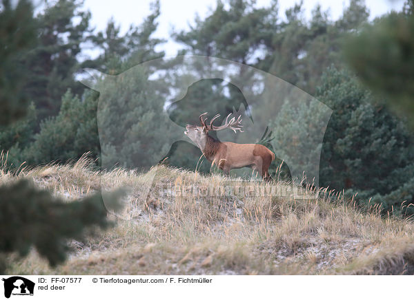 Rotwild / red deer / FF-07577