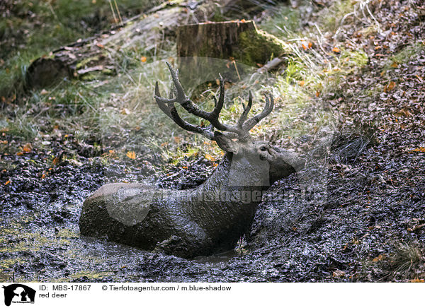 Rothirsch / red deer / MBS-17867