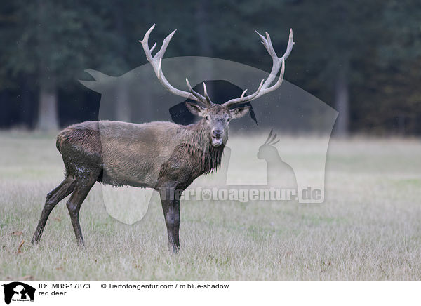 Rothirsch / red deer / MBS-17873