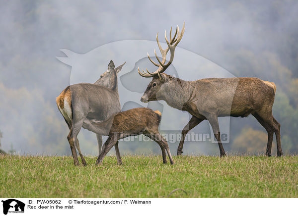 Red deer in the mist / PW-05062