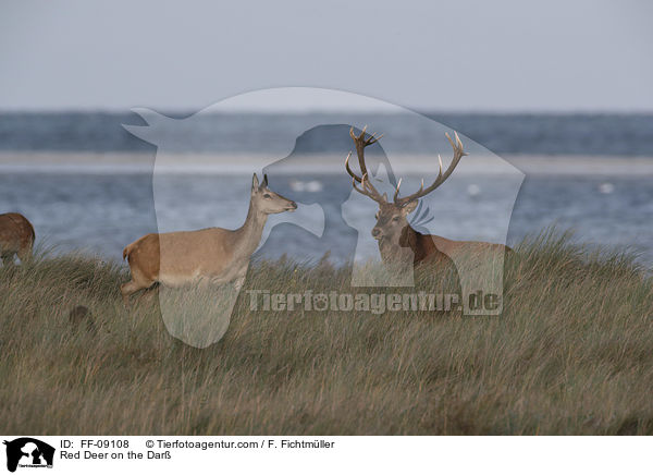 Rothirsche auf dem Dar / Red Deer on the Dar / FF-09108