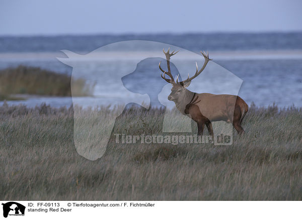 stehender Rothirsch / standing Red Deer / FF-09113