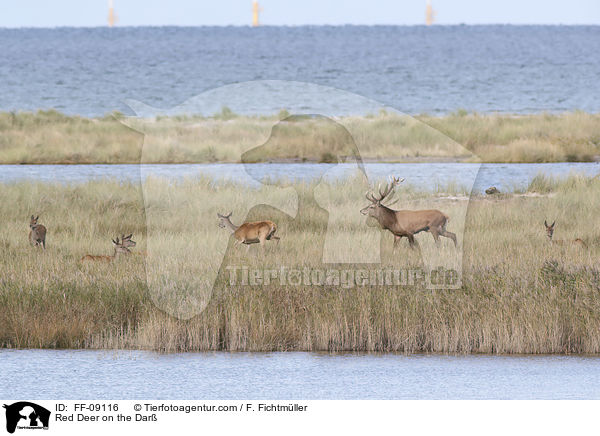 Rothirsche auf dem Dar / Red Deer on the Dar / FF-09116
