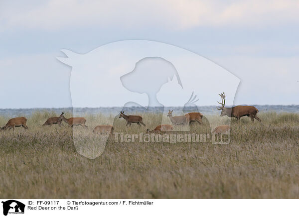 Rothirsche auf dem Dar / Red Deer on the Dar / FF-09117