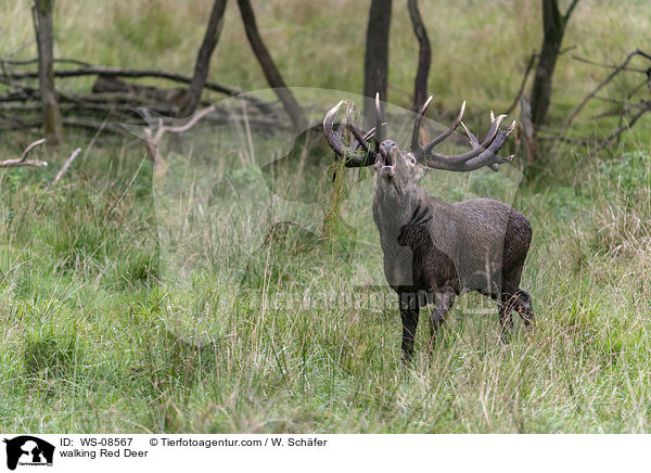 laufendes Rotwild / walking Red Deer / WS-08567