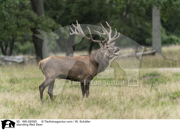 stehendes Rotwild / standing Red Deer / WS-08585