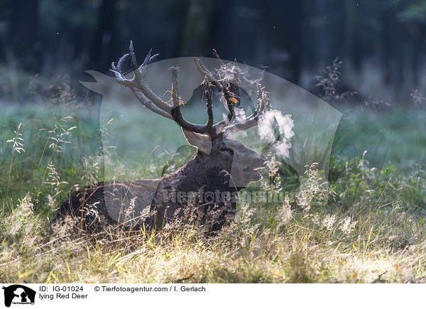 liegender Rothirsch / lying Red Deer / IG-01024